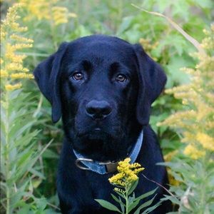 Meet your Posher, Bailey